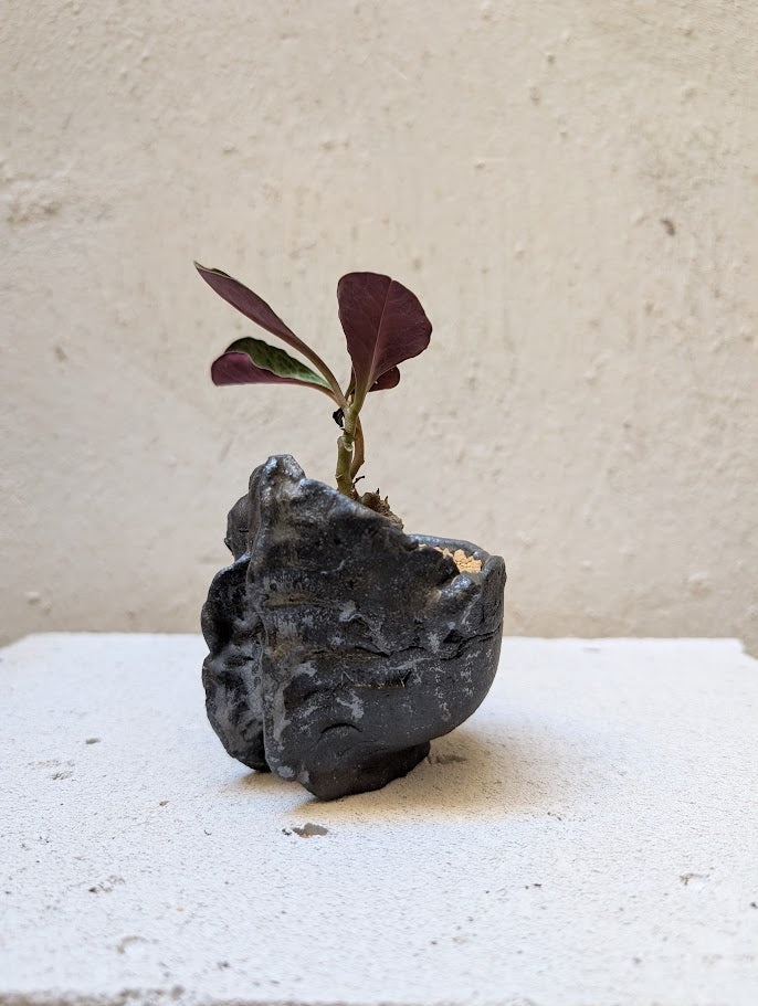 Monadenium Pseudoracemosum