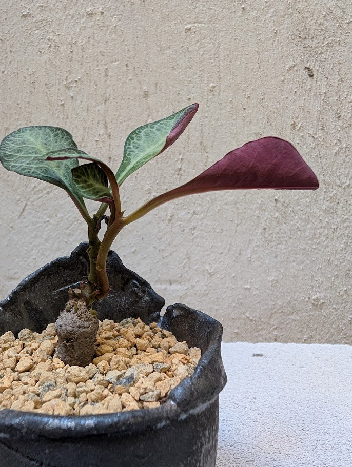 Monadenium Pseudoracemosum