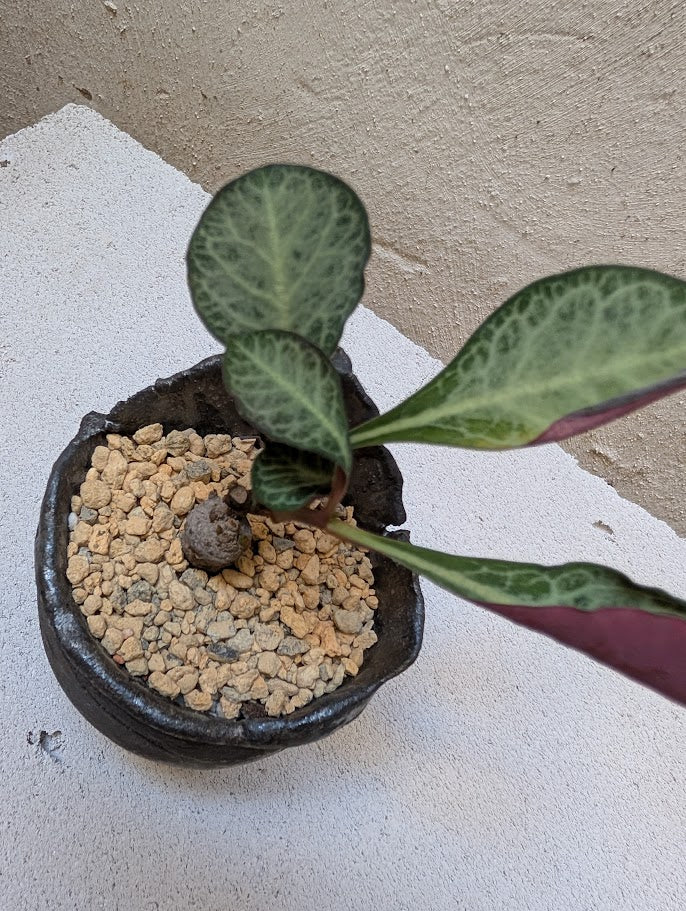 Monadenium Pseudoracemosum