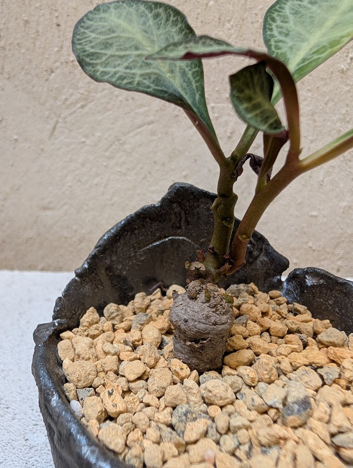 Monadenium Pseudoracemosum