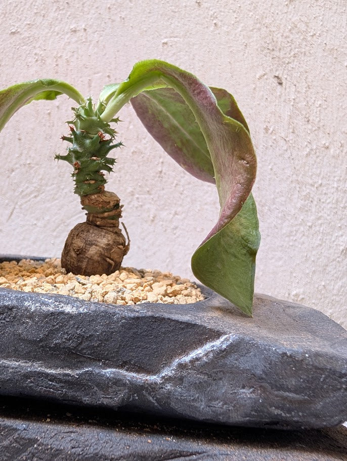 Monadenium Spectabile