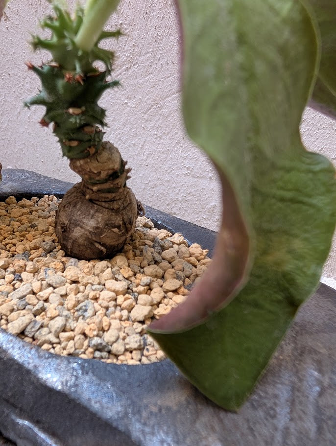 Monadenium Spectabile