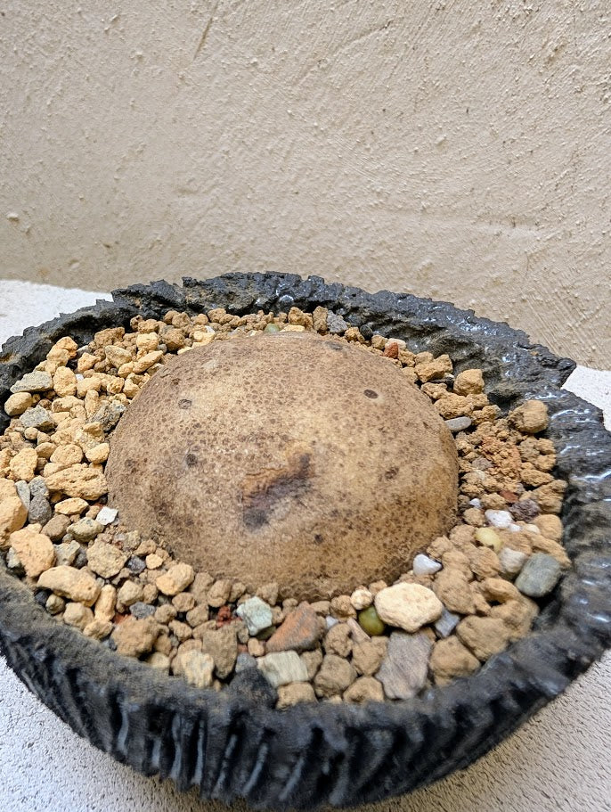 Brachystelma Plocamoides