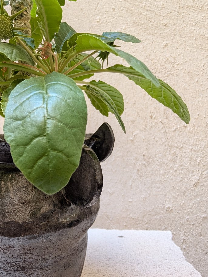 Dorstenia Foetida