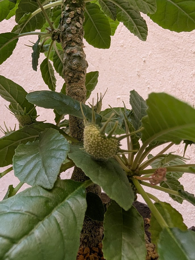 Dorstenia Foetida