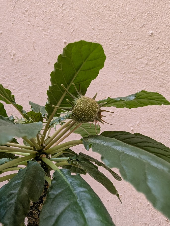 Dorstenia Foetida