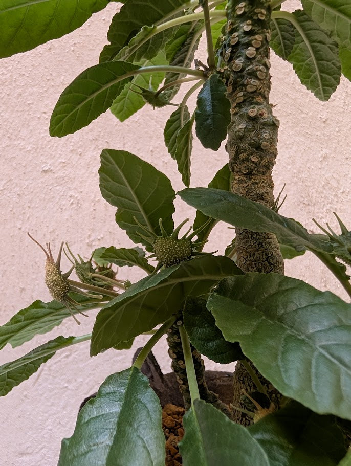 Dorstenia Foetida