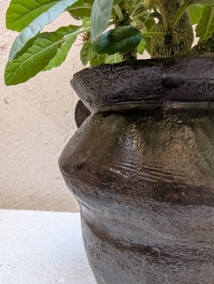 Dorstenia Foetida
