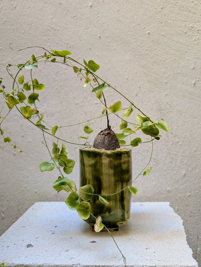 Dioscorea Elephantipes – Neraw