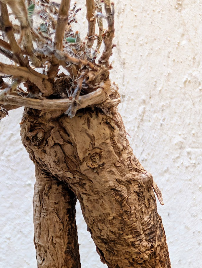 Trichodiadema Bulbosum