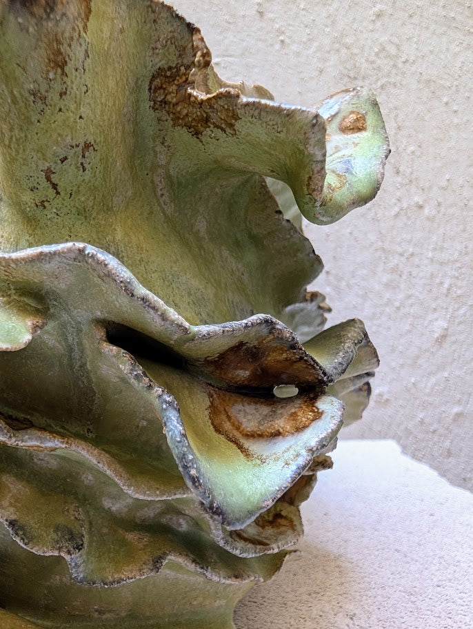 Euphorbia Tardieuana Leandri