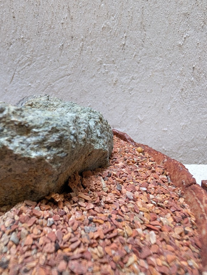 Pachira Aquatica Bonsai