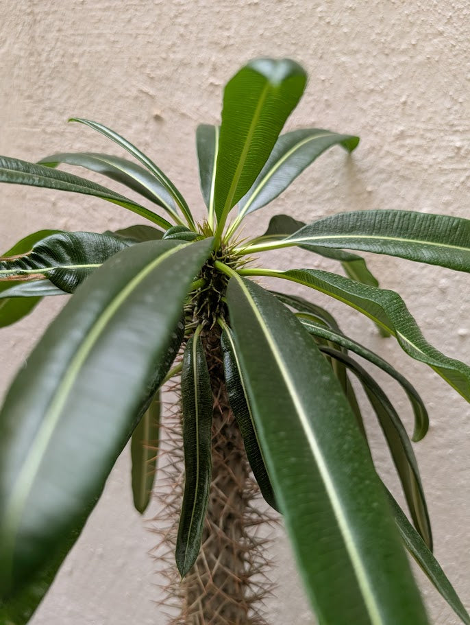 Pachypodium Lamerei Tree