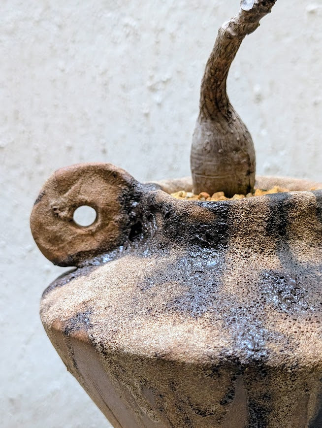 Phyllanthus Mirabilis