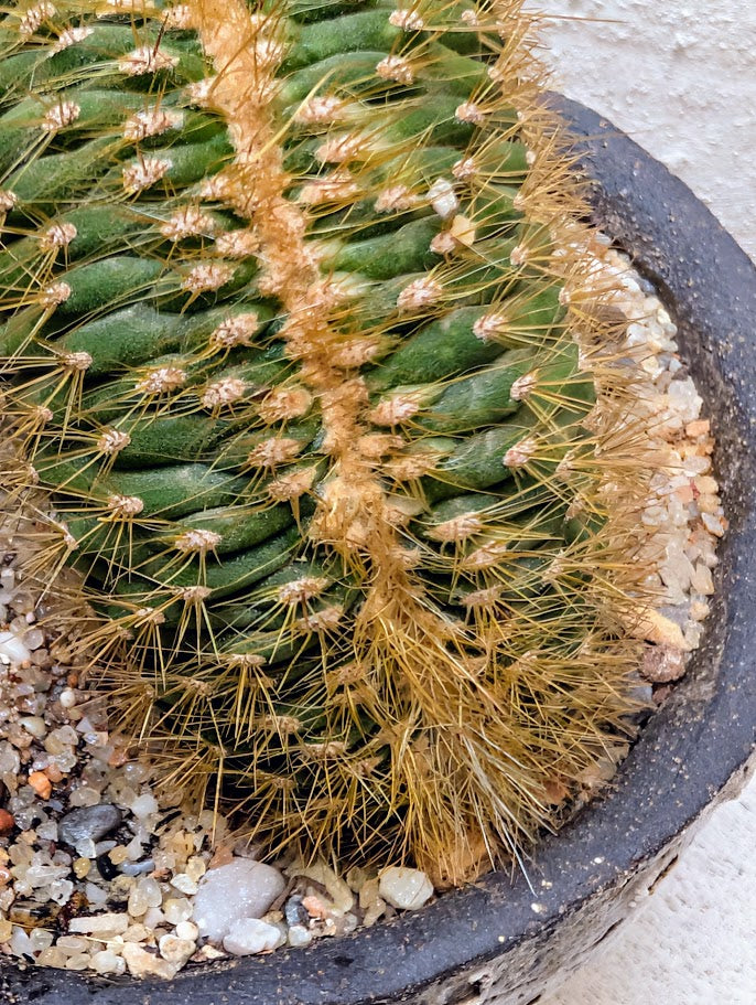 Echinocactus Cristata Rock Garden