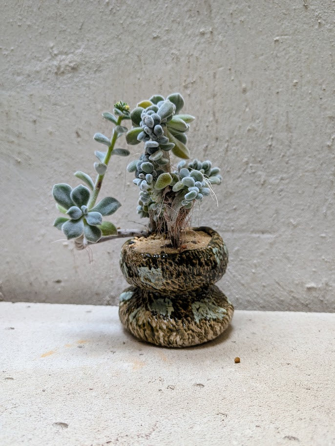 Echeveria Setosa Frosty Cristata