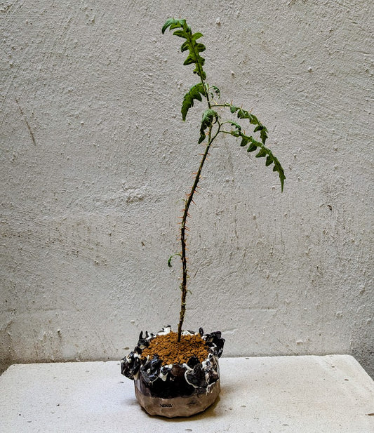 Solanum Pyracanthum