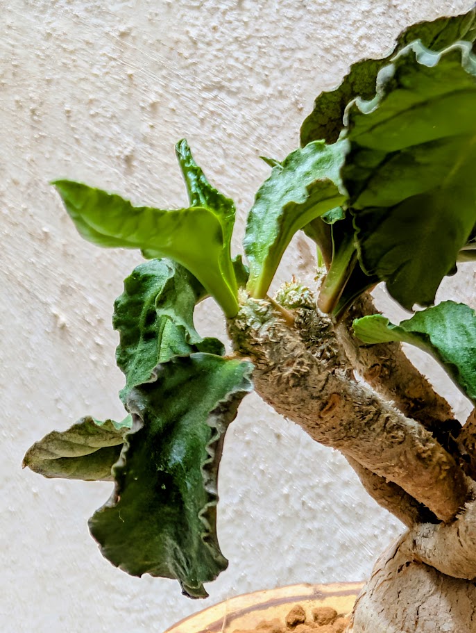 Euphorbia Ambovombensis