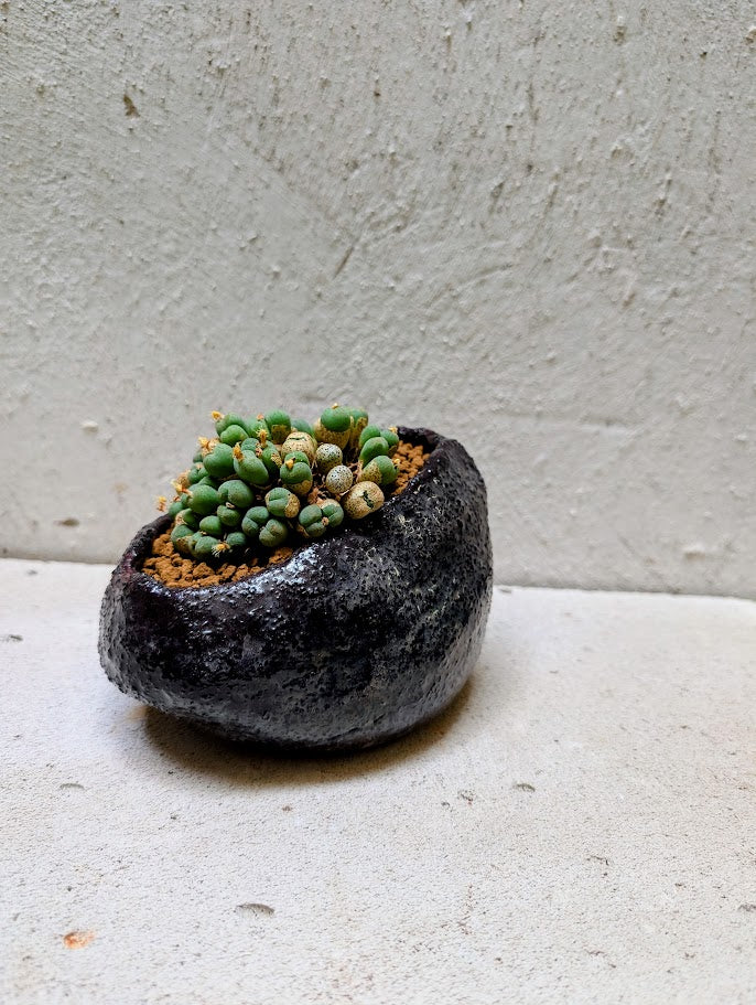 Conophytum Uviforme