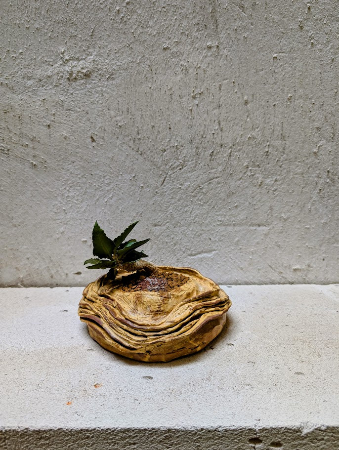 Euphorbia Francoisii Hybrid