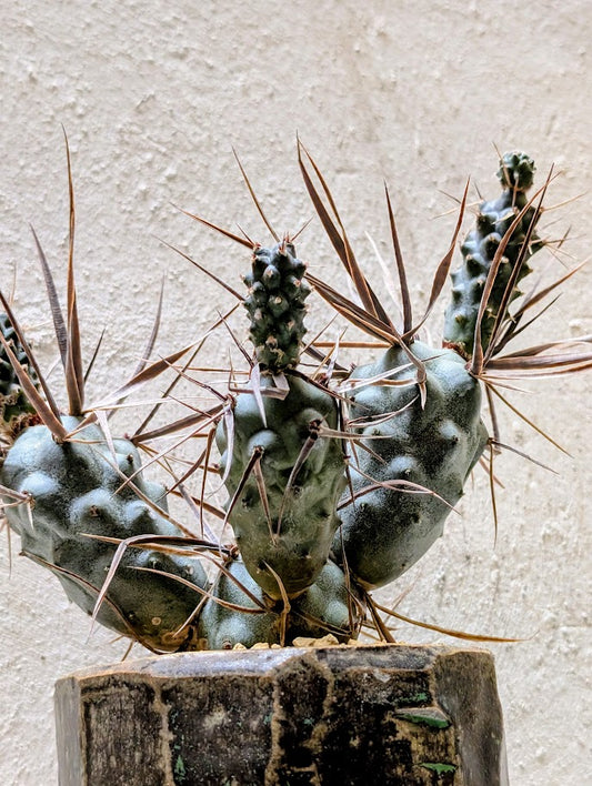 Tephrocactus Articulatus