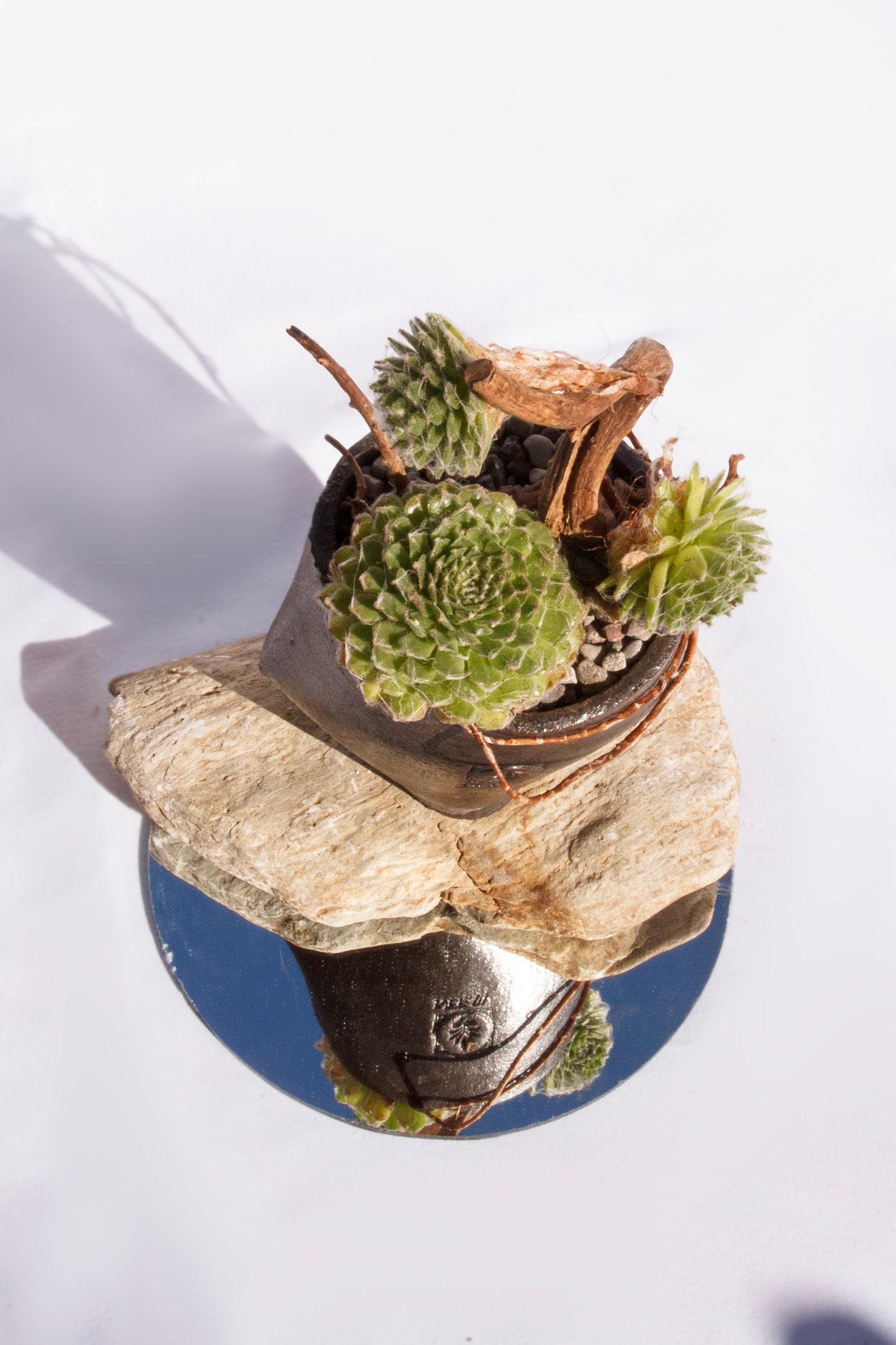 Sempervivum Arachnoideum