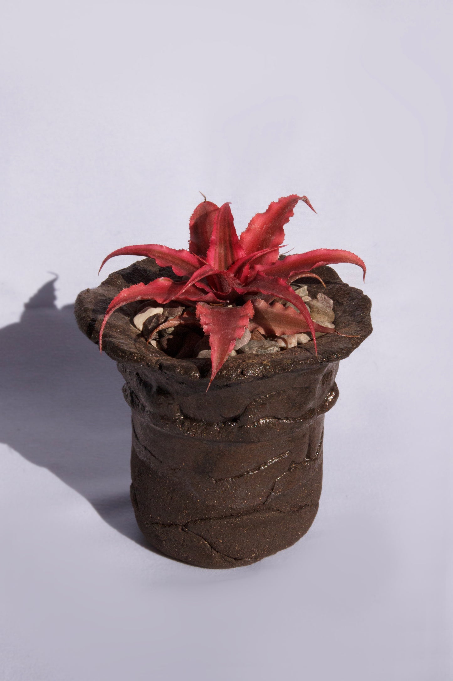 Cryptanthus Bivittatus