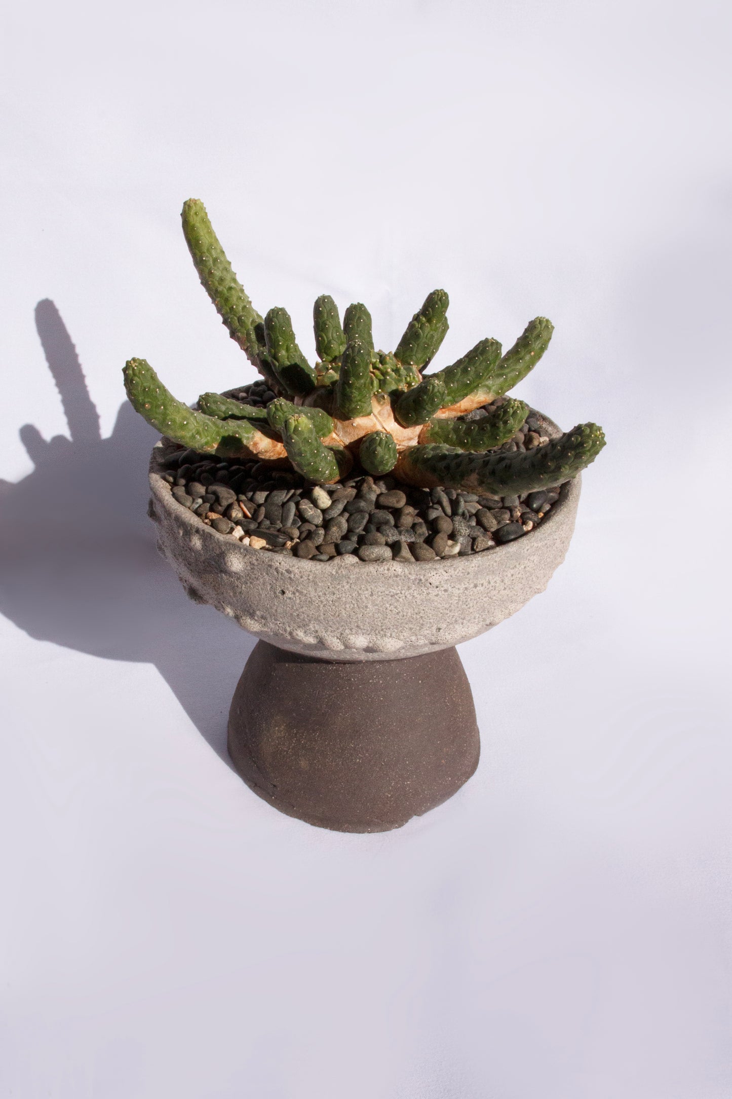 Euphorbia Inermis
