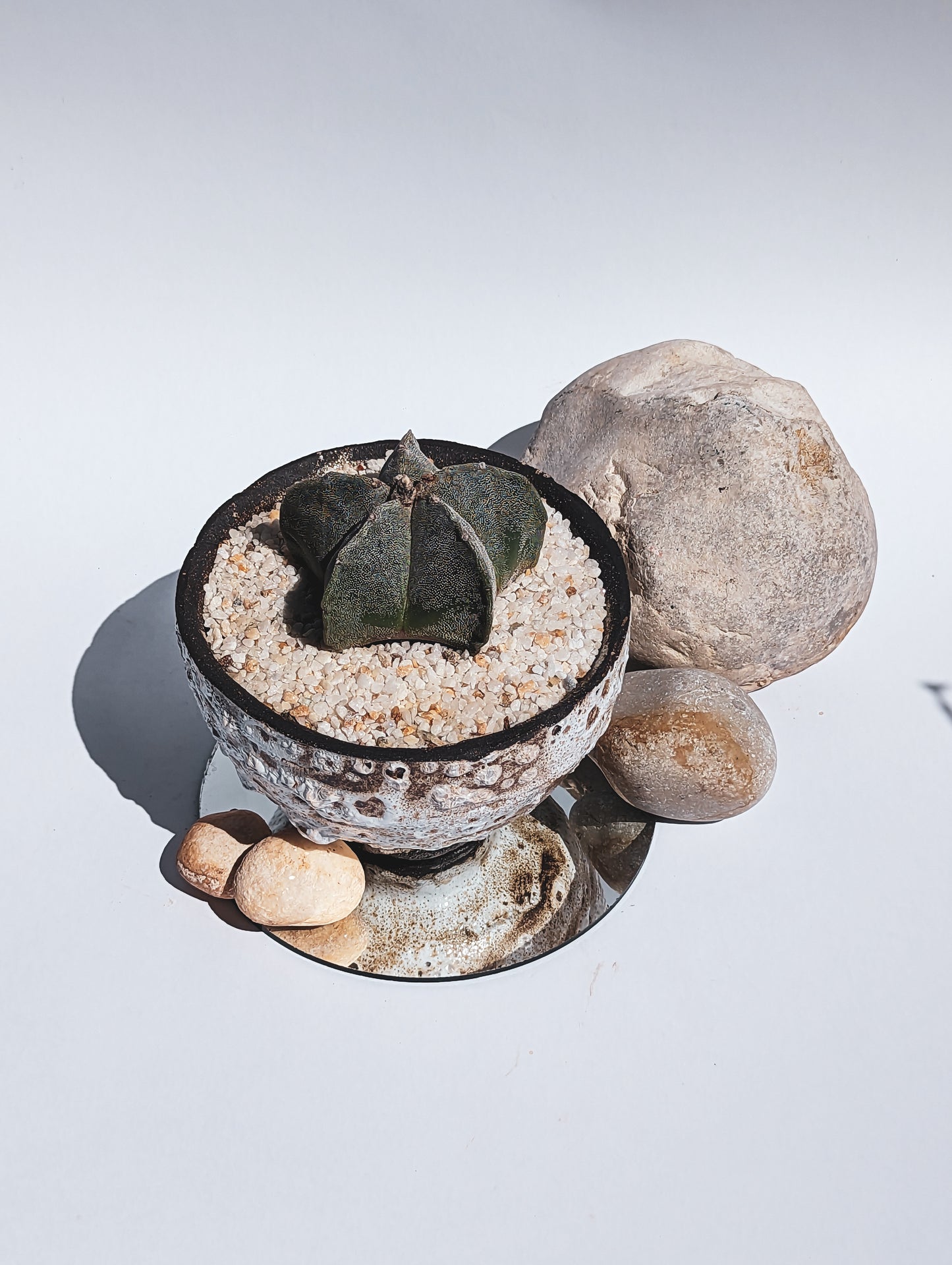 Astrophytum Myriostigma II