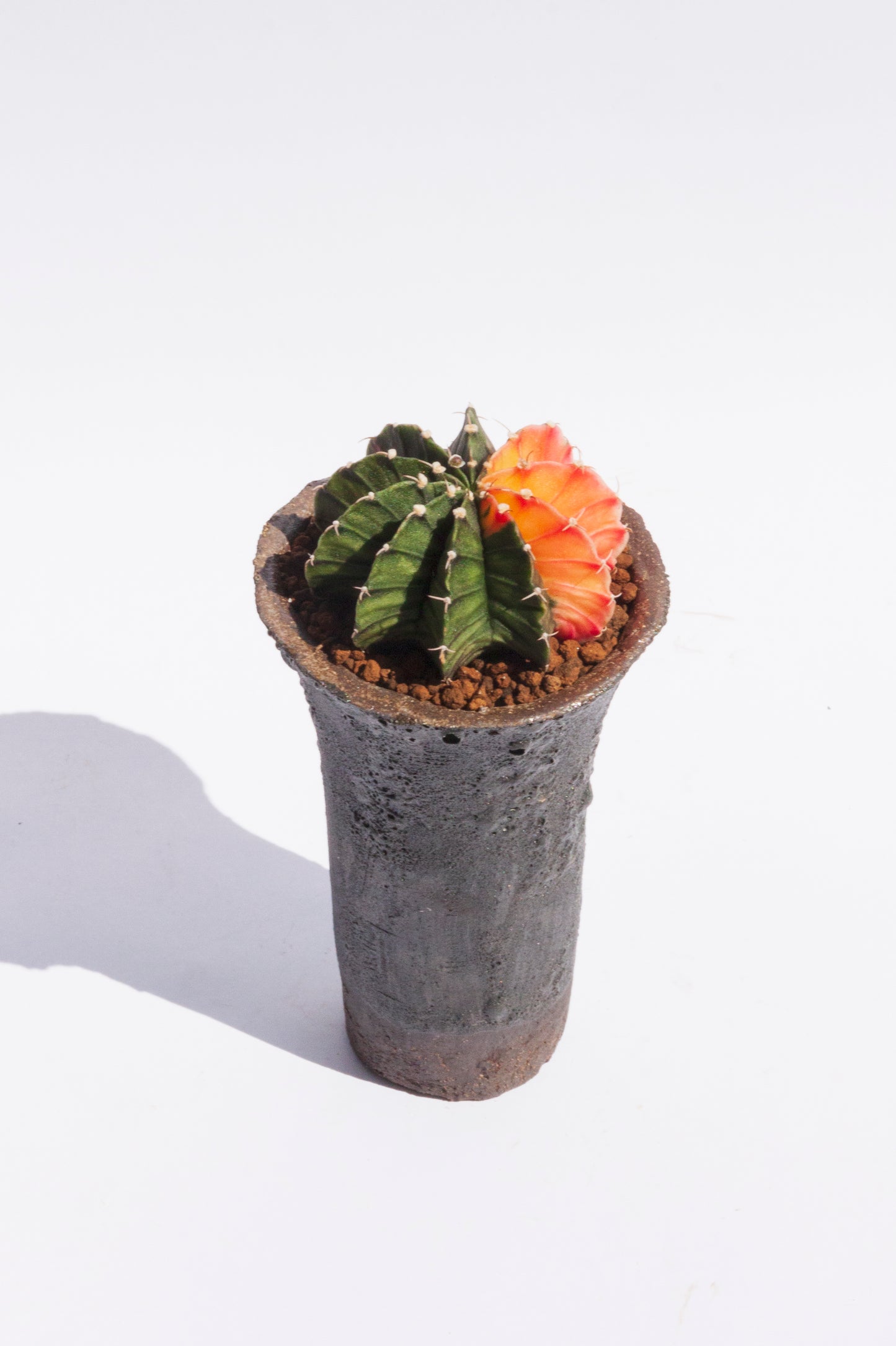 Gymnocalycium Variegata