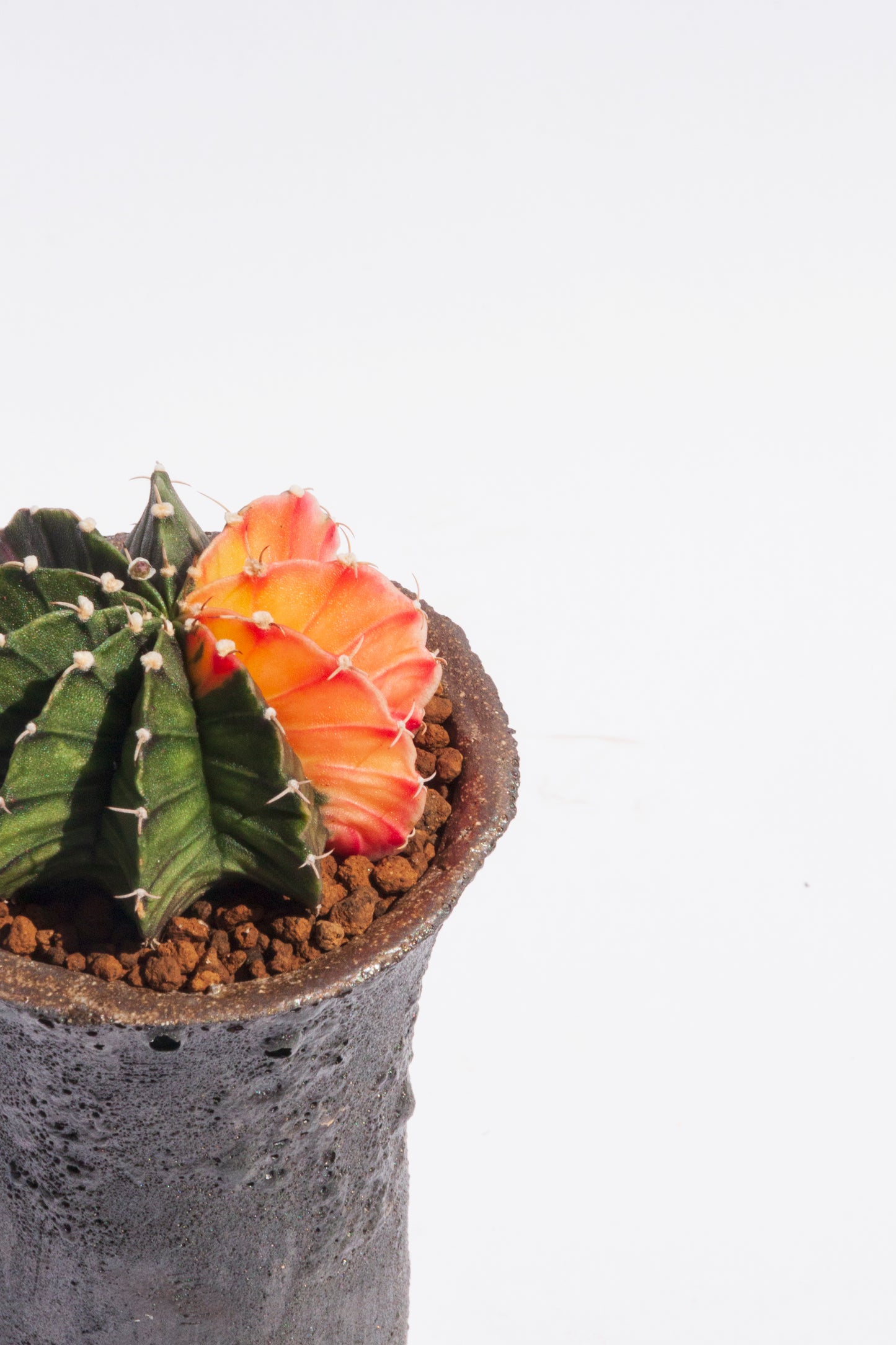Gymnocalycium Variegata