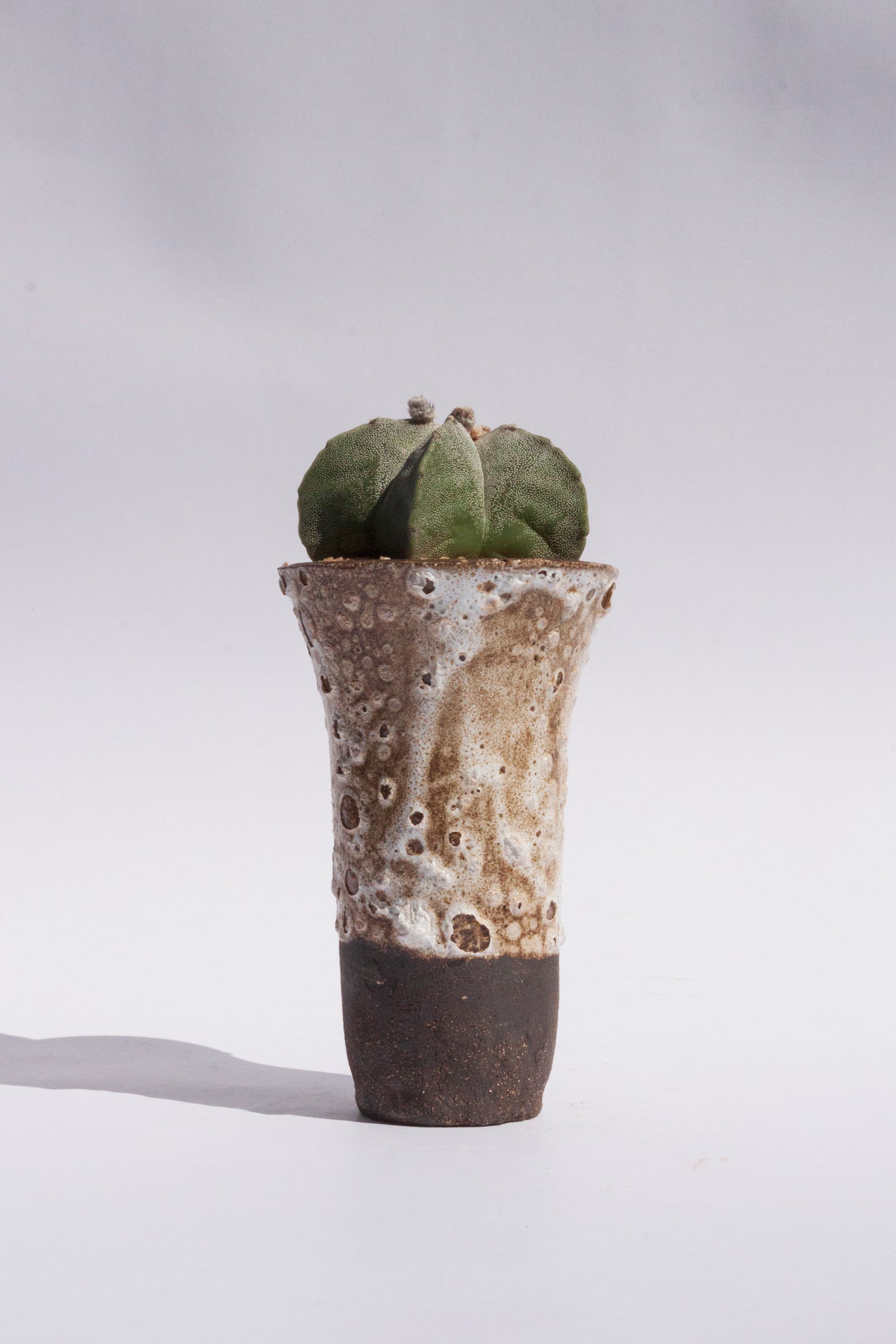 Astrophytum Myriostigma