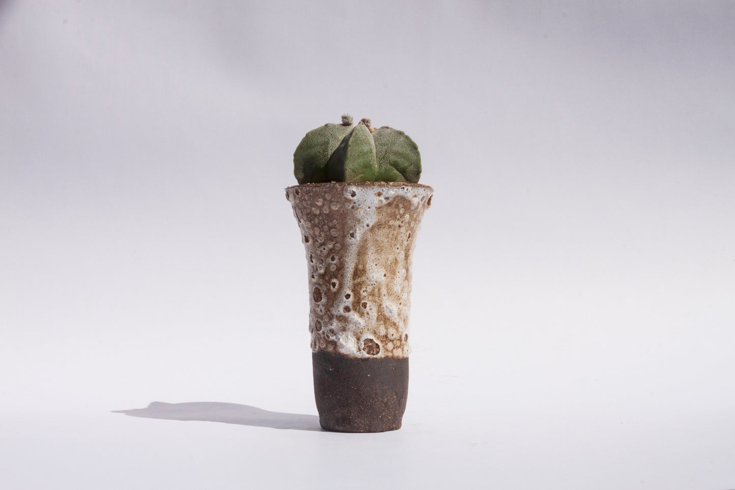 Astrophytum Myriostigma