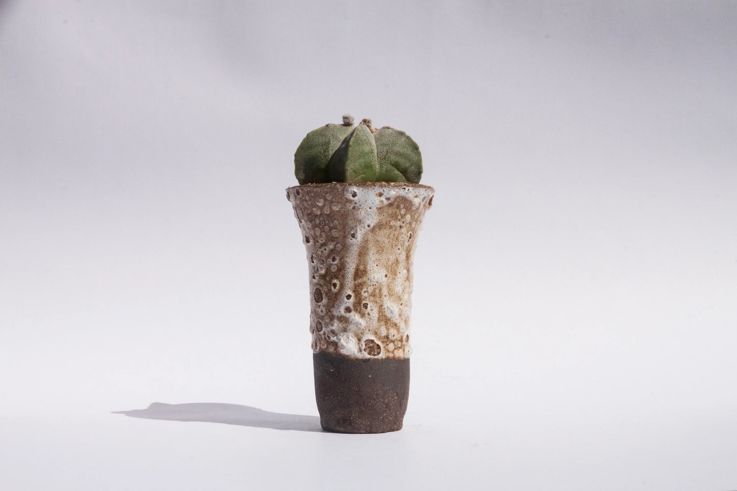 Astrophytum Myriostigma