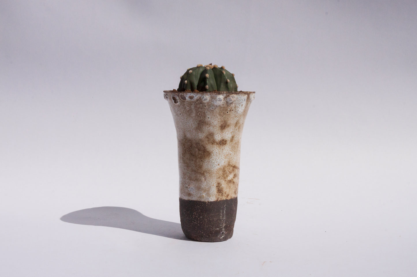 Astrophytum Asterias