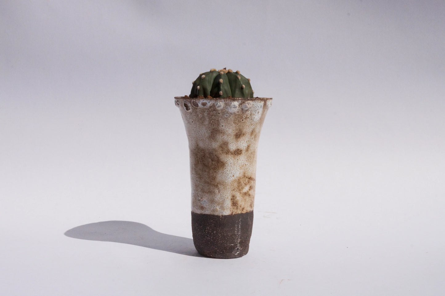 Astrophytum Asterias