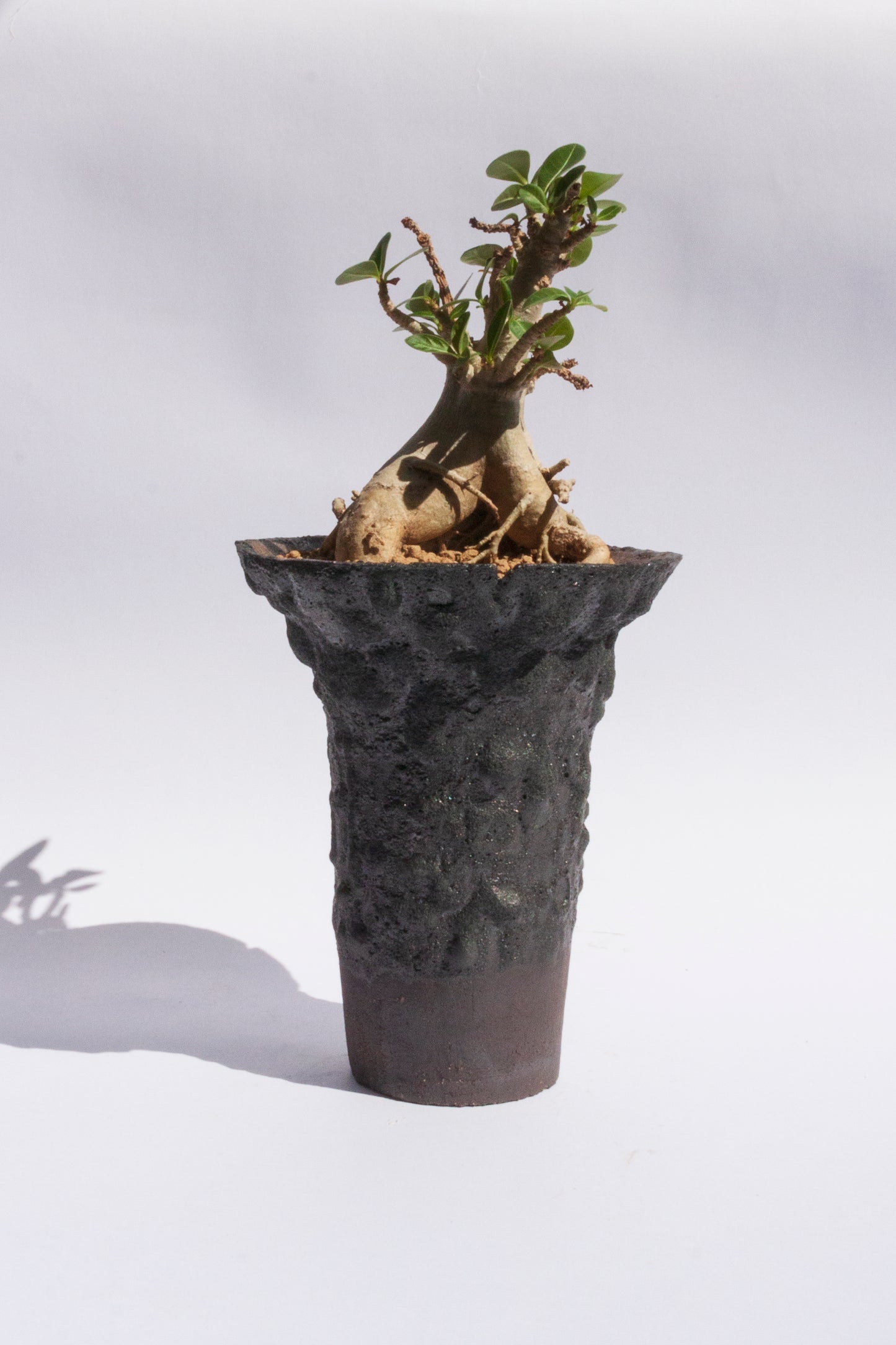 Adenium Baobab