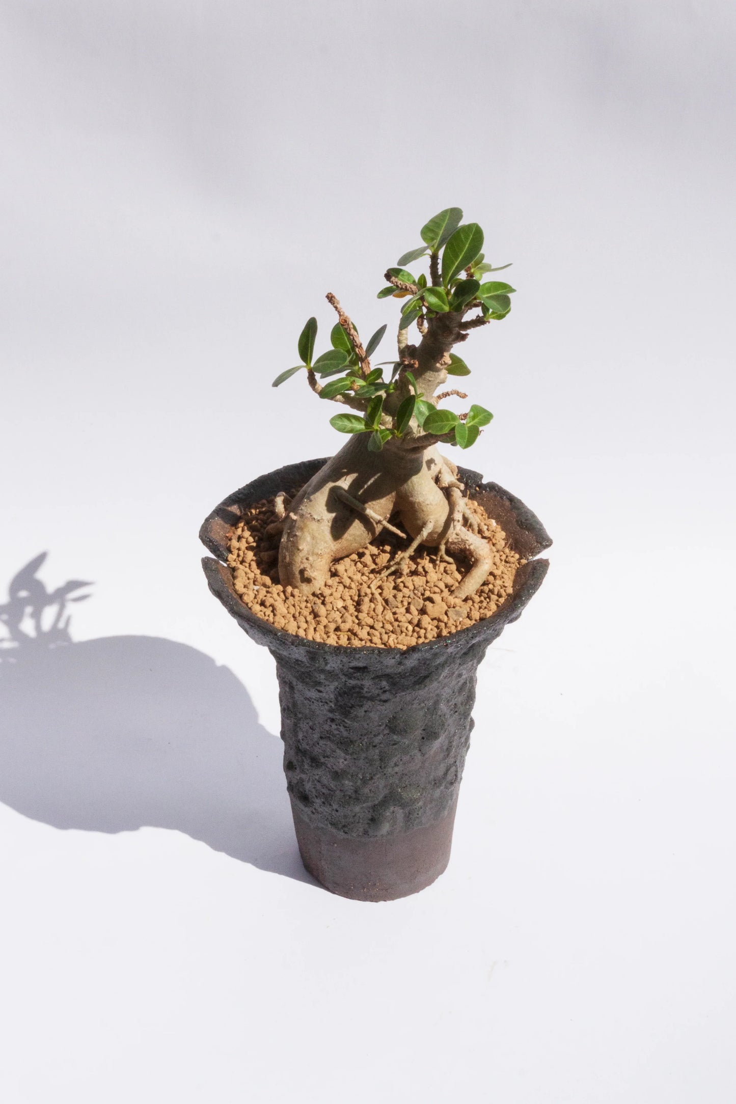 Adenium Baobab
