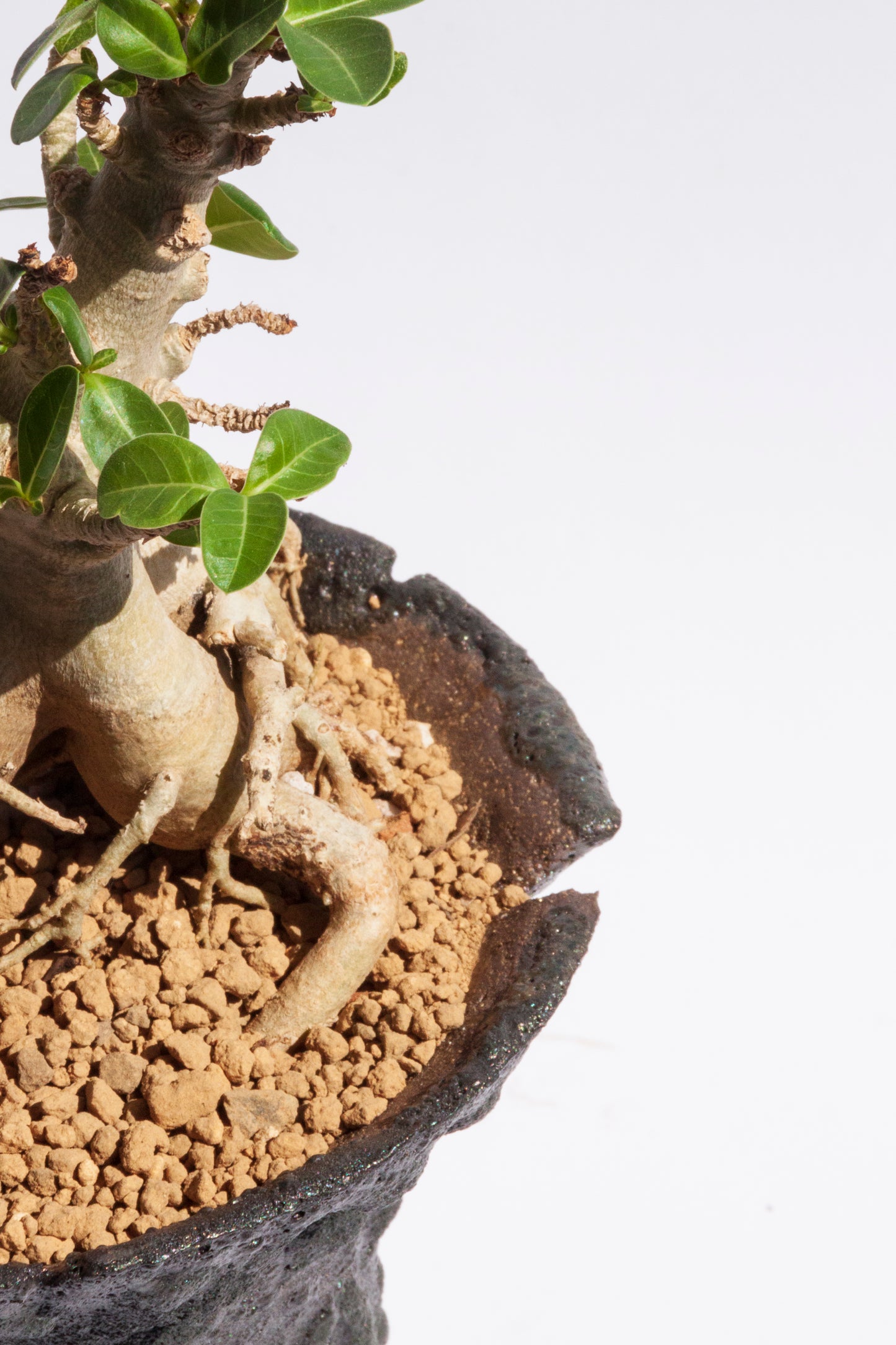 Adenium Baobab