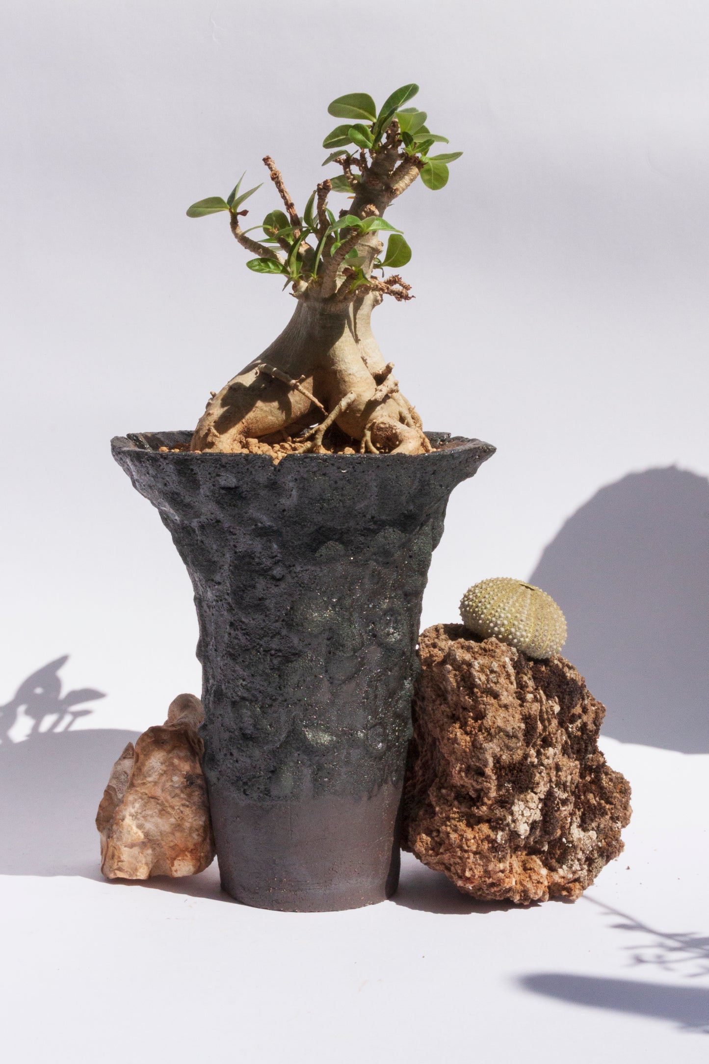 Adenium Baobab