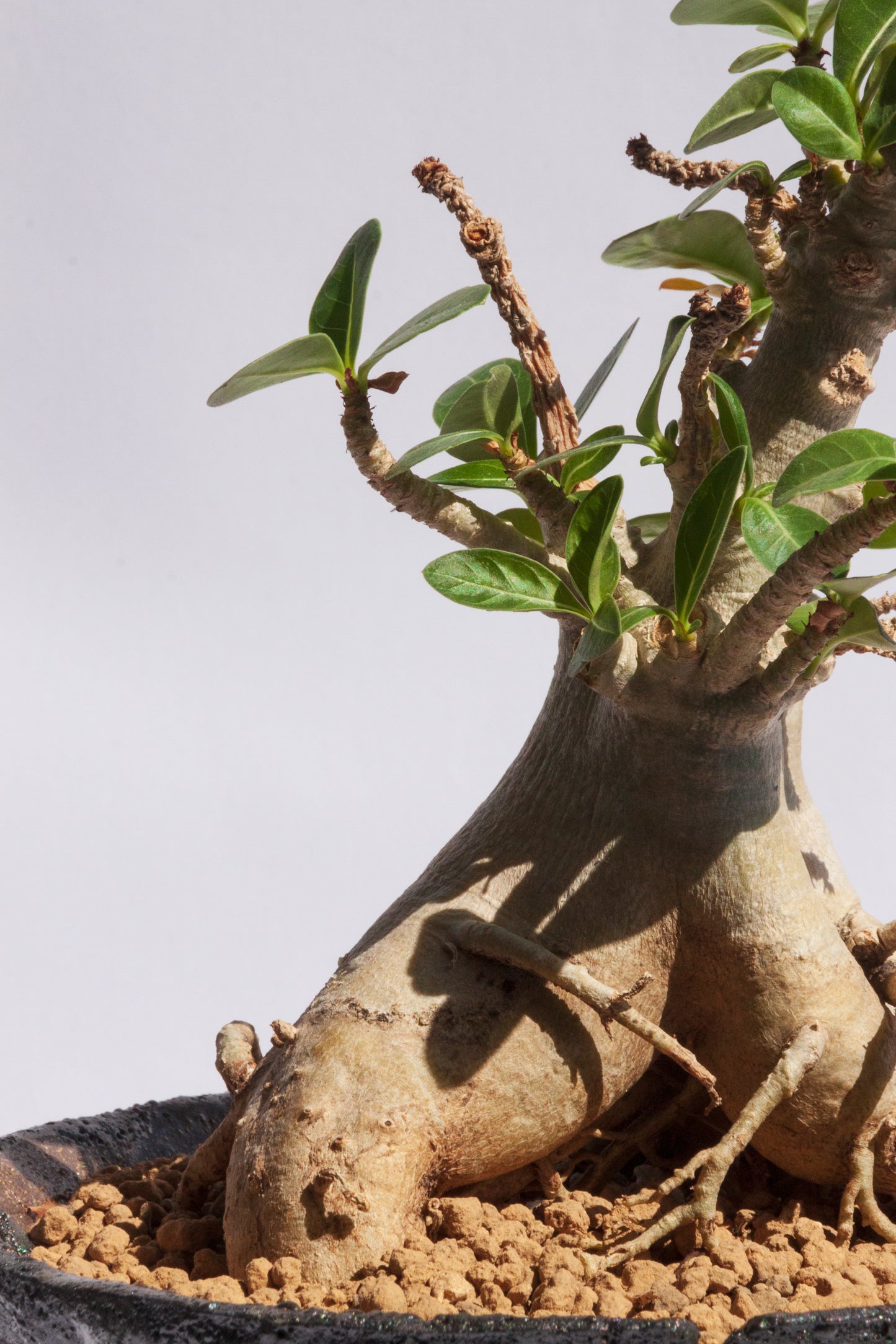 Adenium Baobab