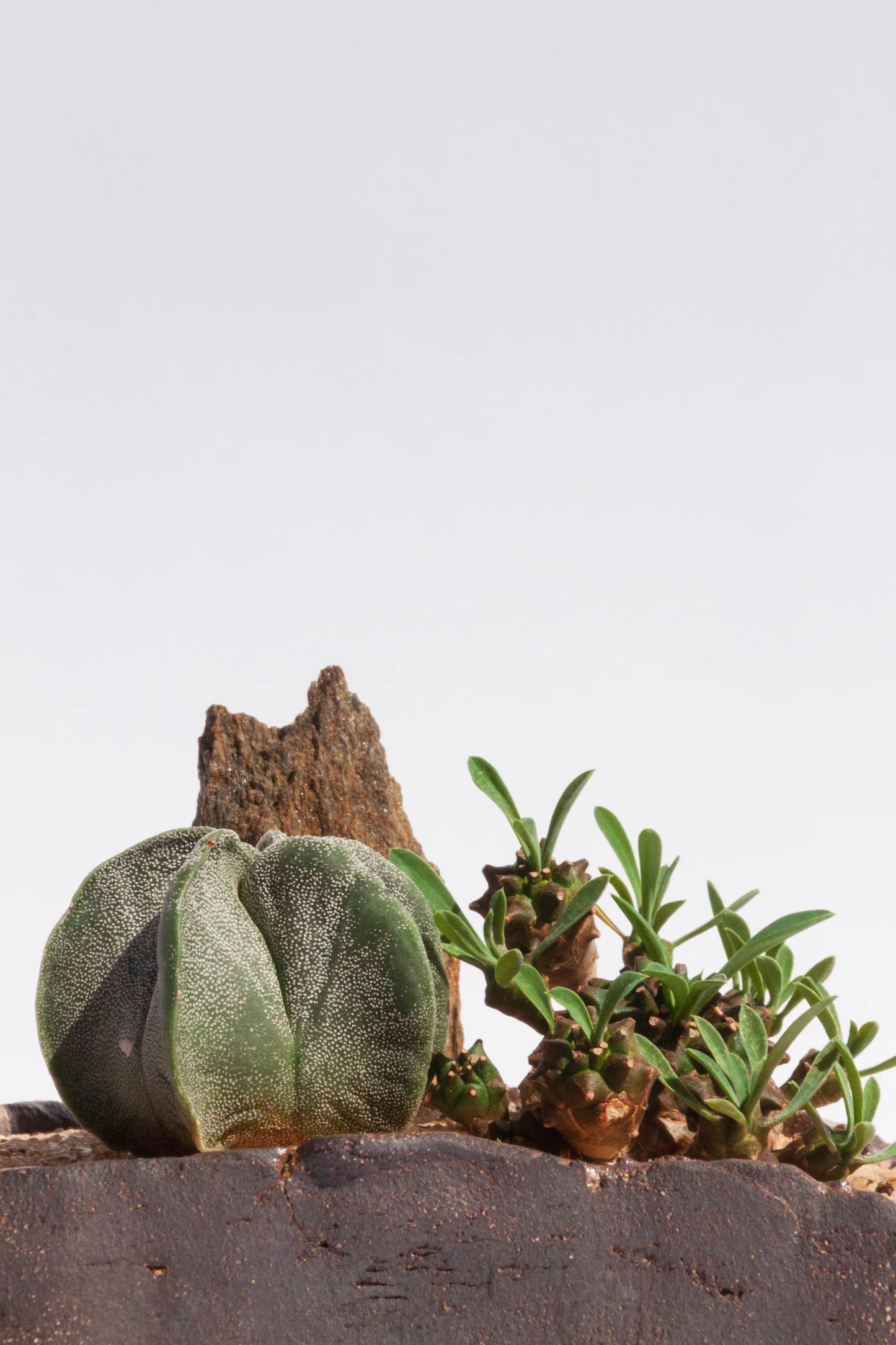 Κήπος της Ερήμου