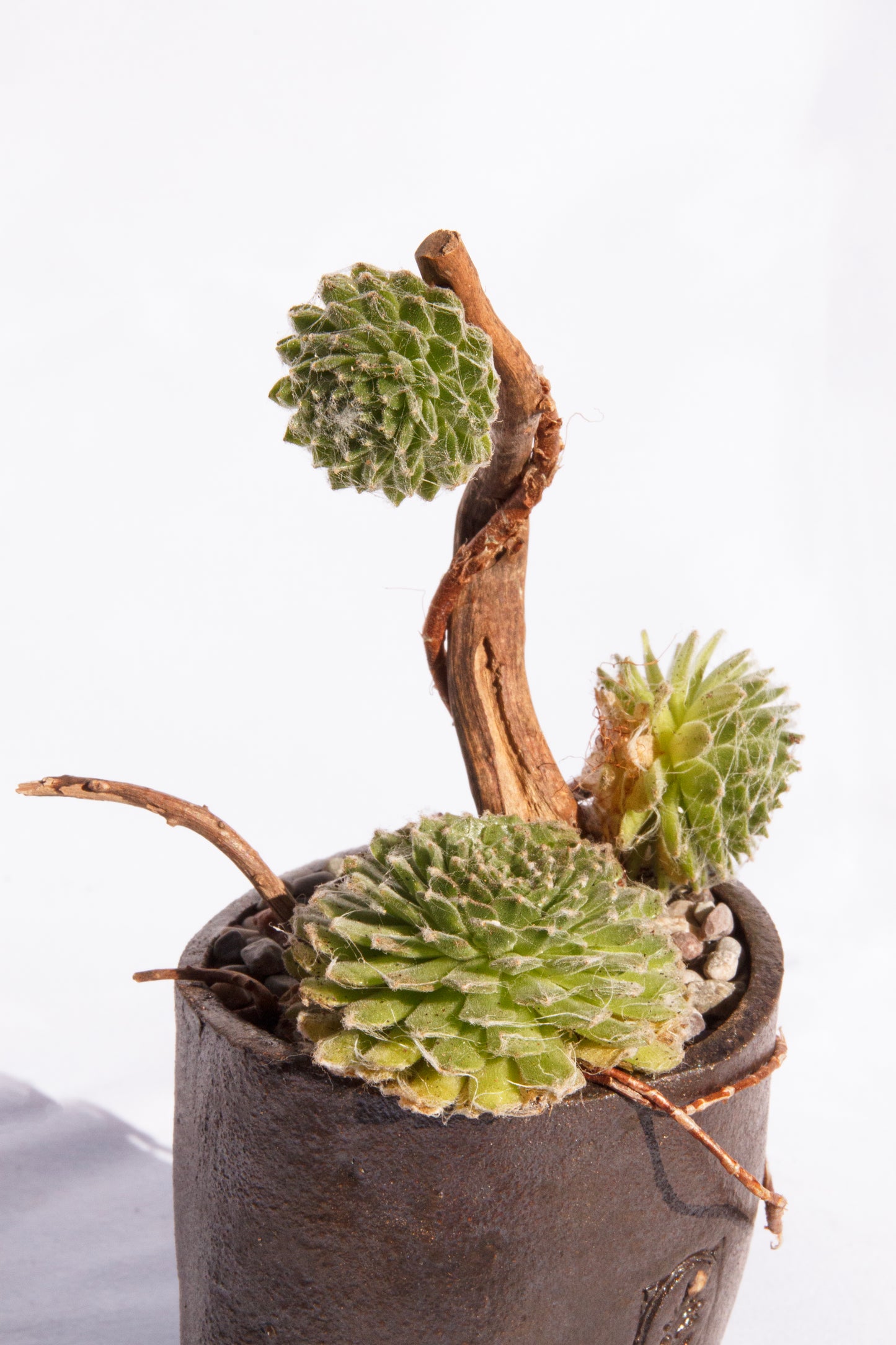 Sempervivum Arachnoideum