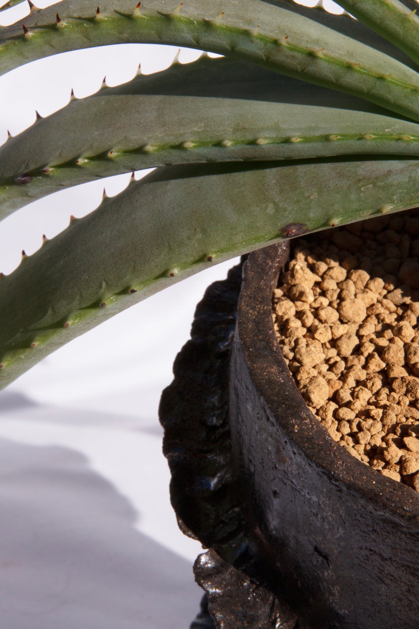 Aloe Suprafoliata