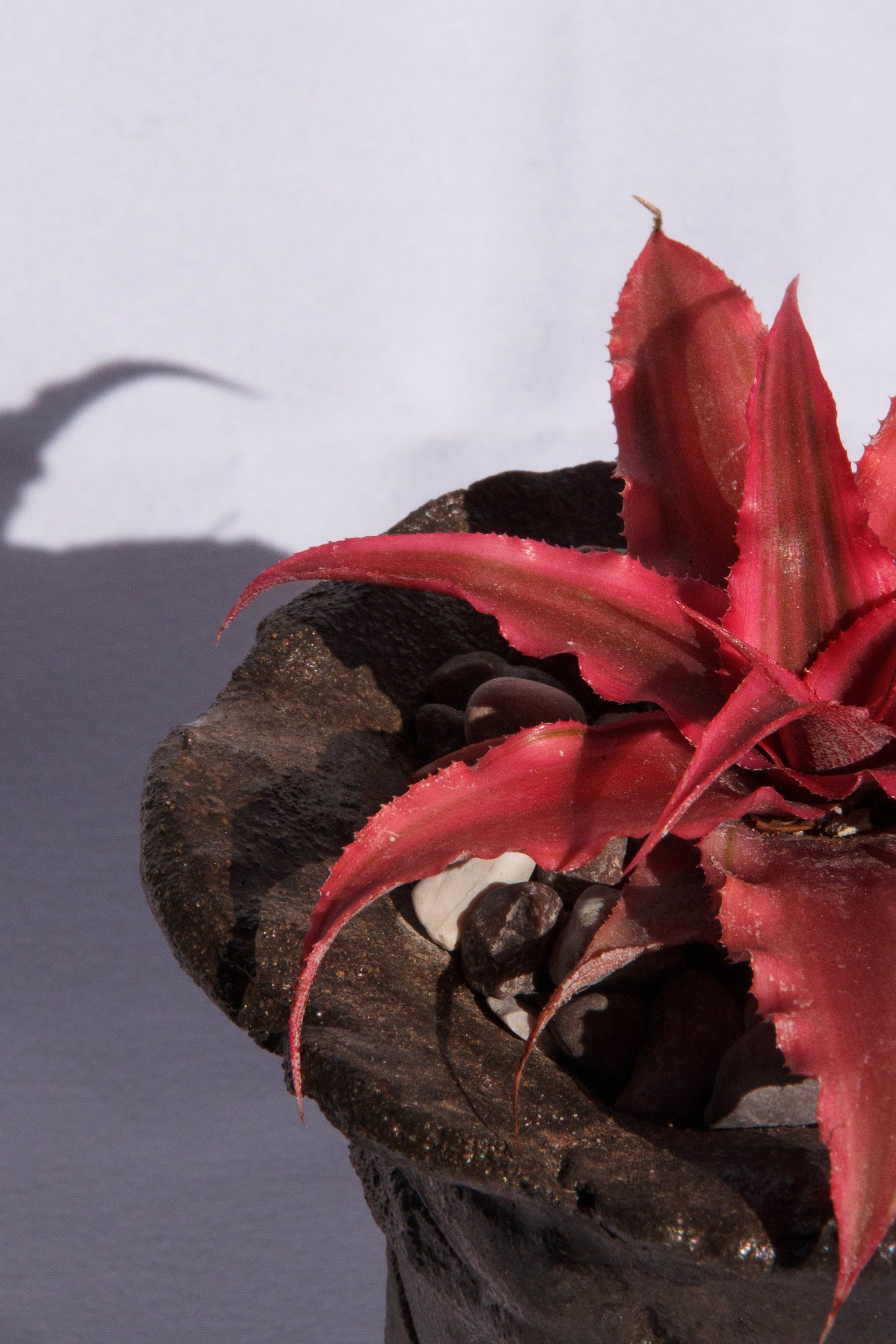Cryptanthus Bivittatus