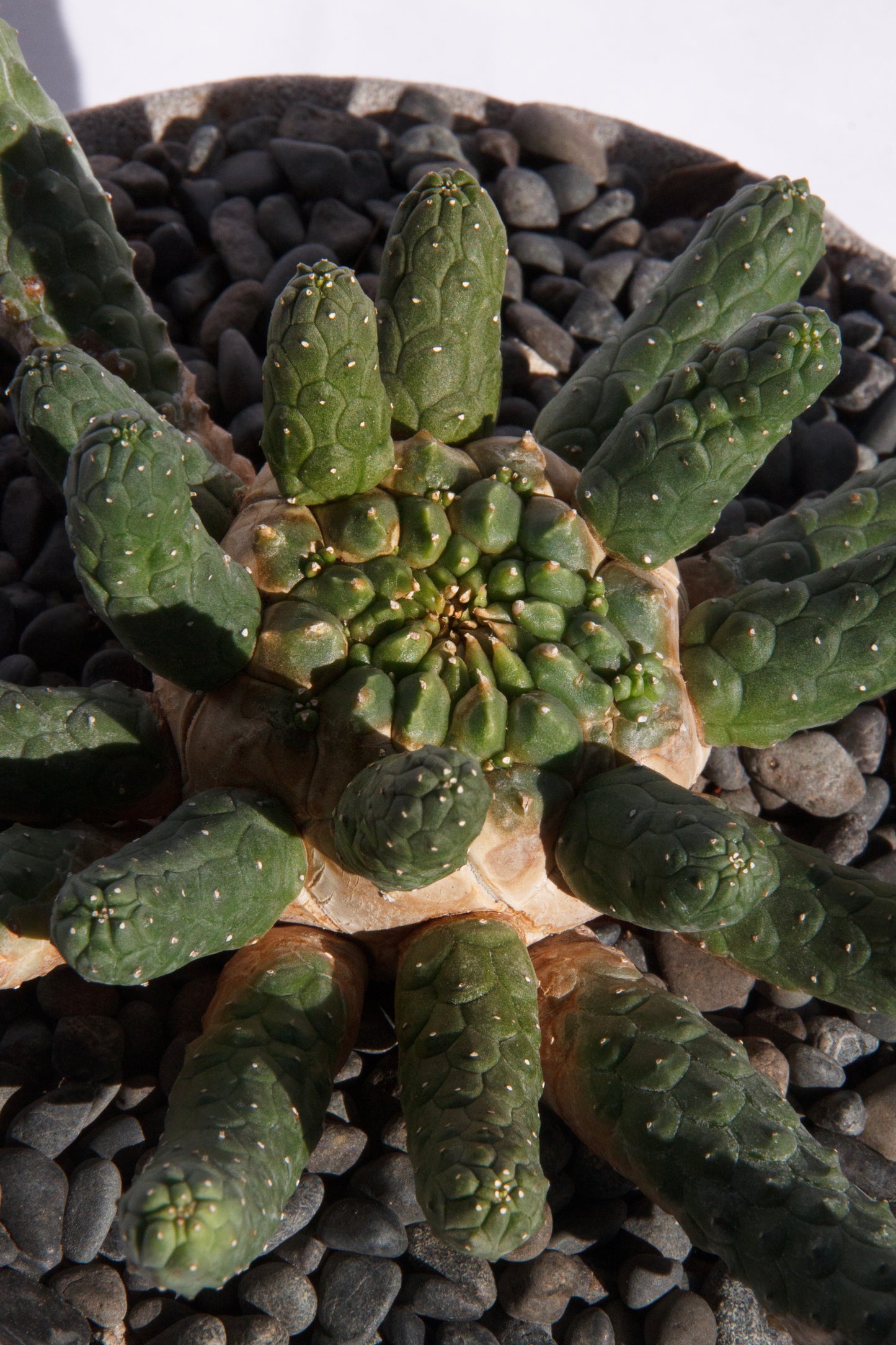 Euphorbia Inermis
