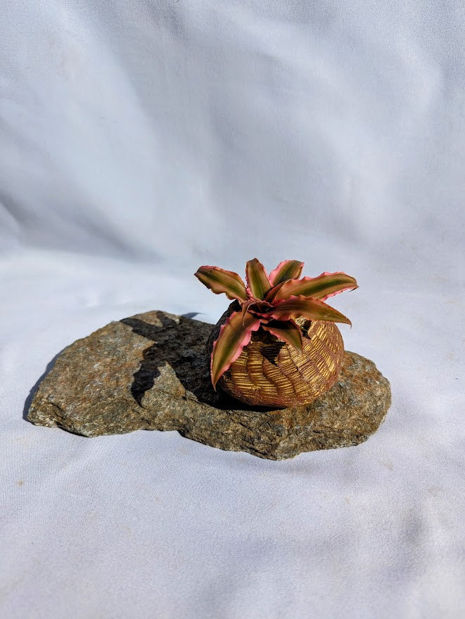 Cryptanthus Bivittatus