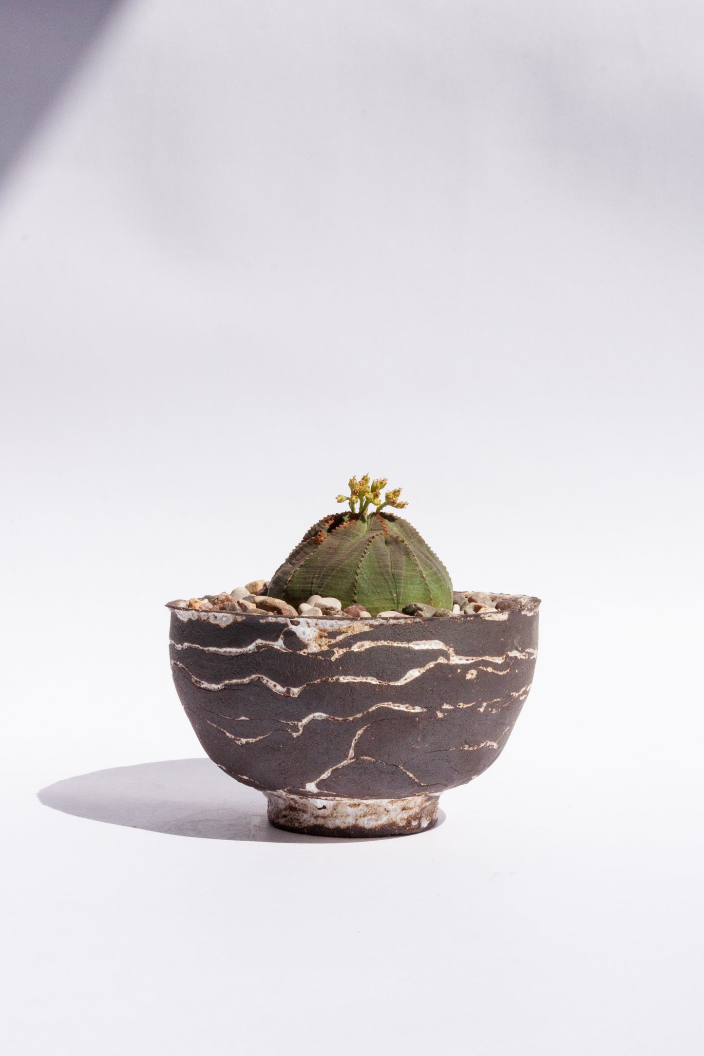 Euphorbia Obesa II