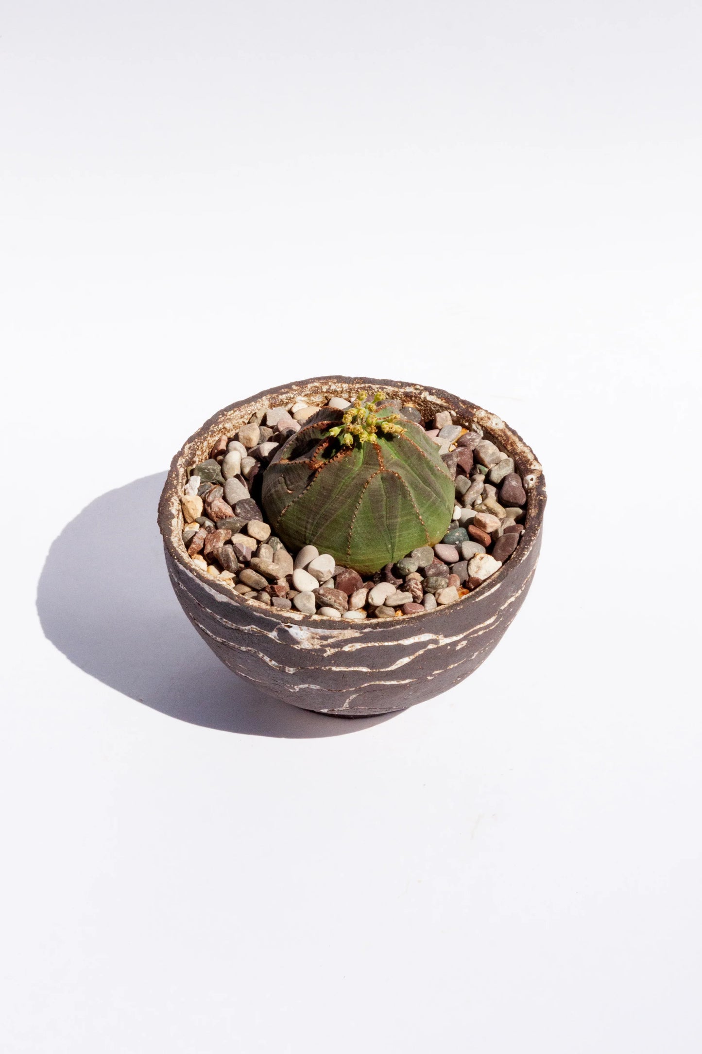Euphorbia Obesa II