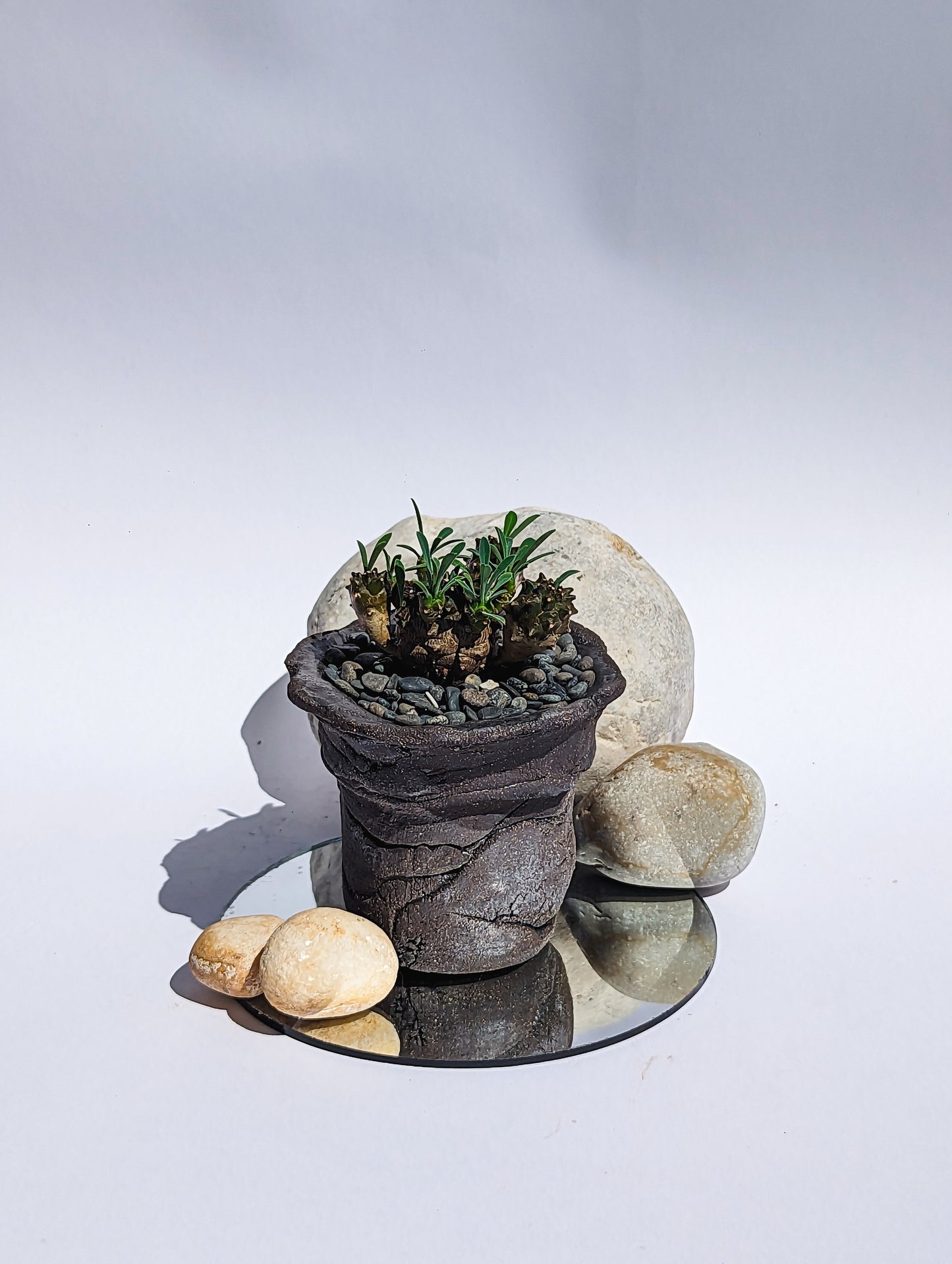 Euphorbia Japonica